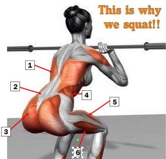 squat4